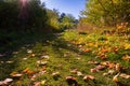 Beautiful autumn landscape with a path covered with fallen autumn leaves Royalty Free Stock Photo