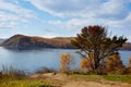Beautiful autumn landscape. Pine tree on the bank of the Angara River. Lake Baikal, Listvyanka village Royalty Free Stock Photo