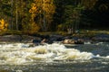 Beautiful autumn landscape on river Kymijoki near the Emperor Alexander lll fishing lodge Langinkoski. Kotka, Finland