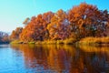 beautiful autumn landscape on the river orange trees reflected in the river selective focus Royalty Free Stock Photo