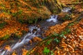 Beautiful autumn landscape of small creek waterfall streaming in a beautiful autumn forest at sunset among the fallen colorful Royalty Free Stock Photo