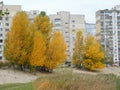 beautiful autumn landscape tall trees with yellow leaves growing near high-rise demos