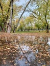 beautiful autumn landscape with trees in yellow leaves blue sky puddles with leaves Royalty Free Stock Photo