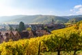 Beautiful autumn landscape with vineyards near the historic village of Riquewihr, Alsace, France - Europe. Colorful travel and Royalty Free Stock Photo