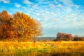 Beautiful autumn landscape. Yellow foliage on trees.  Fall. Autumnal meadow with colorful trees Royalty Free Stock Photo