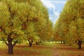 Beautiful autumn landscape. Yellow and green trees willow. Road in autumn park