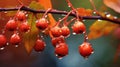 beautiful autumn landscape with yellow leaves and berries with dew on the branches of trees in the forest at sunset Royalty Free Stock Photo