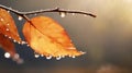 beautiful autumn landscape with yellow leaves with dew on the branches of trees in the forest at sunset, sunlight and Royalty Free Stock Photo