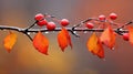 beautiful autumn landscape with yellow leaves with dew on the branches of trees in the forest at sunset, sunlight and Royalty Free Stock Photo