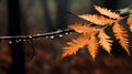 beautiful autumn landscape with yellow leaves with dew on the branches of trees in the forest at sunset, sunlight and Royalty Free Stock Photo