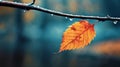 beautiful autumn landscape with yellow leaves with dew on the branches of trees in the forest at sunset, sunlight and Royalty Free Stock Photo