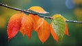 beautiful autumn landscape with yellow leaves with dew on the branches of trees in the forest at sunset, sunlight and Royalty Free Stock Photo