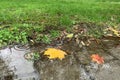 Beautiful autumn landscape with yellow and orange leaves in puddles with raindrops, closeup