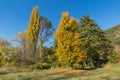 Autumn Landscape with yellow tree near Pancharevo lake, Sofia city Region, Bulgaria Royalty Free Stock Photo