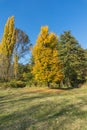 Autumn Landscape with yellow tree near Pancharevo lake, Sofia city Region, Bulgaria Royalty Free Stock Photo