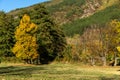 Autumn Landscape with yellow tree near Pancharevo lake, Sofia city Region, Bulgaria Royalty Free Stock Photo