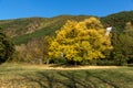 Autumn Landscape with yellow tree near Pancharevo lake, Sofia city Region, Bulgaria Royalty Free Stock Photo