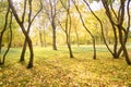 Beautiful autumn landscape with yellow trees, dry orange leaves and sun`s rays. Colorful foliage in city park. Falling leaves on Royalty Free Stock Photo