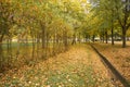 Beautiful autumn landscape with yellow trees, dry orange leaves and sun`s rays. Colorful foliage in city park. Falling leaves on Royalty Free Stock Photo