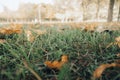 Beautiful autumn landscape with yellow trees, dry orange leaves and sun's rays. Colorful foliage in city park. Falling Royalty Free Stock Photo