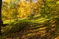 Beautiful autumn landscape with yellow trees,green and sun. Colorful foliage in the park. Falling leaves natural background Royalty Free Stock Photo