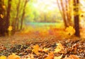 Autumn landscape with yellow trees and sun. Colorful foliage in the park. Falling  leaves natural background .Autumn Royalty Free Stock Photo