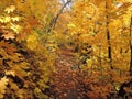 Beautiful autumn landscape with yellow trees and sun. Colorful foliage in the park. Falling leaves natural background .Autumn Royalty Free Stock Photo