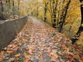 Beautiful autumn landscape with yellow trees and sun. Colorful foliage in the park. Falling leaves natural background .Autumn Royalty Free Stock Photo