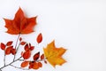 Beautiful autumn layout yellow and orange maple leaves on white background. Natural decor. Flat layout with top view. Copy space