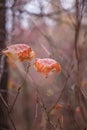 Beautiful autumn leaf on blurry autumn forest background.