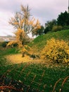 Beautiful autumn leaf fall tree yellow