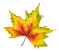 Beautiful autumn leaf, rich in color and detail Royalty Free Stock Photo