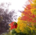 Beautiful, autumn leave changing colors.