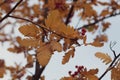 Autumn leaves and berries on the branches of a whitethorn. Royalty Free Stock Photo