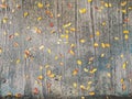 Autumn leaves on concrete floor.