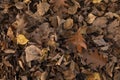 Beautiful autumn leaves decaying