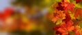 Beautiful red and yellow autumn leaves. Fall colorful maple leaves. Season background. Selective focus