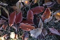 Beautiful autumn leaves on grass covered with frost outdoors, top view Royalty Free Stock Photo