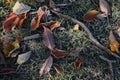 Beautiful autumn leaves on grass covered with frost outdoors, top view Royalty Free Stock Photo
