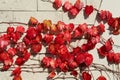 Beautiful autumn leaves of ivy crawling on the wall. Royalty Free Stock Photo