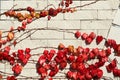 Beautiful autumn leaves of ivy crawling on the wall. Royalty Free Stock Photo