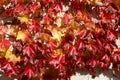 Beautiful autumn leaves of ivy crawling on the wall. Royalty Free Stock Photo