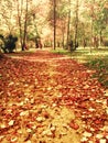 Beautiful autumn leaves in park path