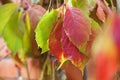 Autumn leaves of girlish grapes