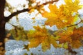 Autumn leaves on rainy day, view through window Royalty Free Stock Photo