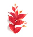 beautiful autumn leaves in red on a white background. a composition with a flat layout. Royalty Free Stock Photo