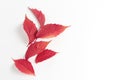 Beautiful autumn leaves in red on a white background. a composition with a flat layout. text space, top view Royalty Free Stock Photo