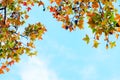 Beautiful autumn leaves and sky background in fall season,