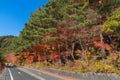 Beautiful autumn leaves and trees at Momiji tunnel.