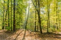 Beautiful autumn light in a mountain forest Royalty Free Stock Photo